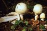 Agaricus silvicola