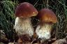 Boletus edulis