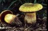 Boletus luridus