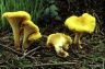 Cantharellus cibarius 2 